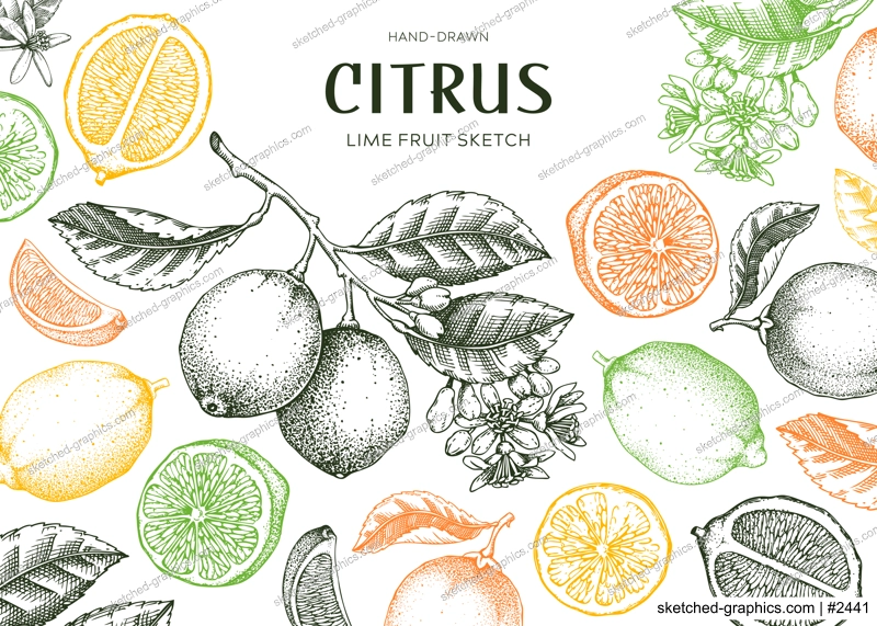 Lime fruit frame. Exotic plants design template. Citrus fruit sketches in color. Summer background. Hand drawn vector illustration. NOT AI generated
