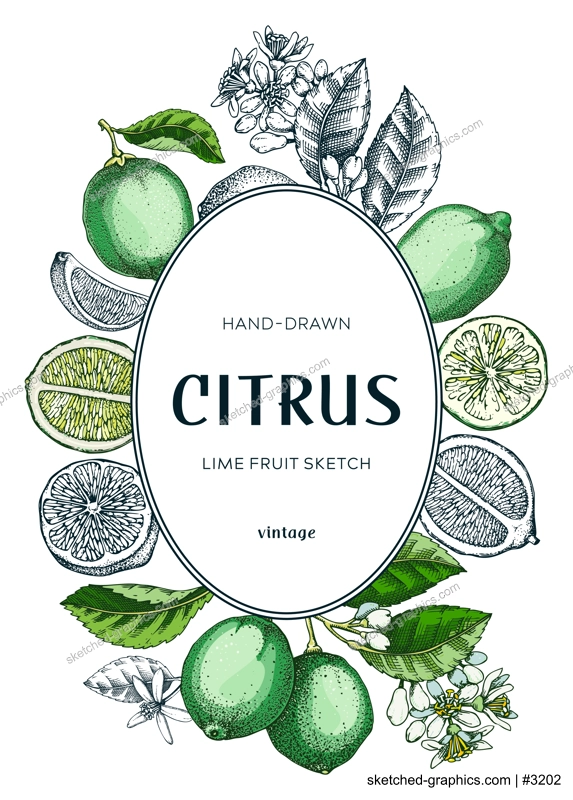 Lime fruit frame. Exotic plants design template. Citrus fruit sketches. Mixed media summer background. Hand drawn vector illustration. NOT AI generated