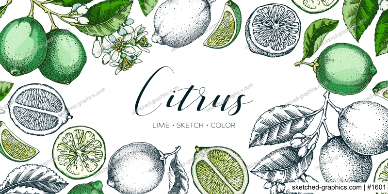 Lime fruit frame. Exotic plants design template. Citrus fruit sketches. Mixed media summer background. Hand drawn vector illustration. NOT AI generated