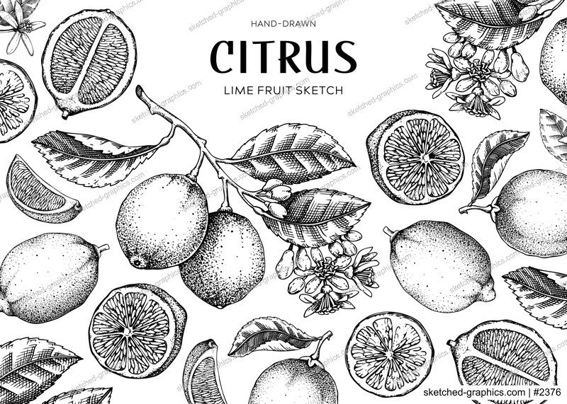 Lime fruit frame. Exotic plants design template. Citrus fruit sketches. Summer background. Hand drawn vector illustration. NOT AI generated