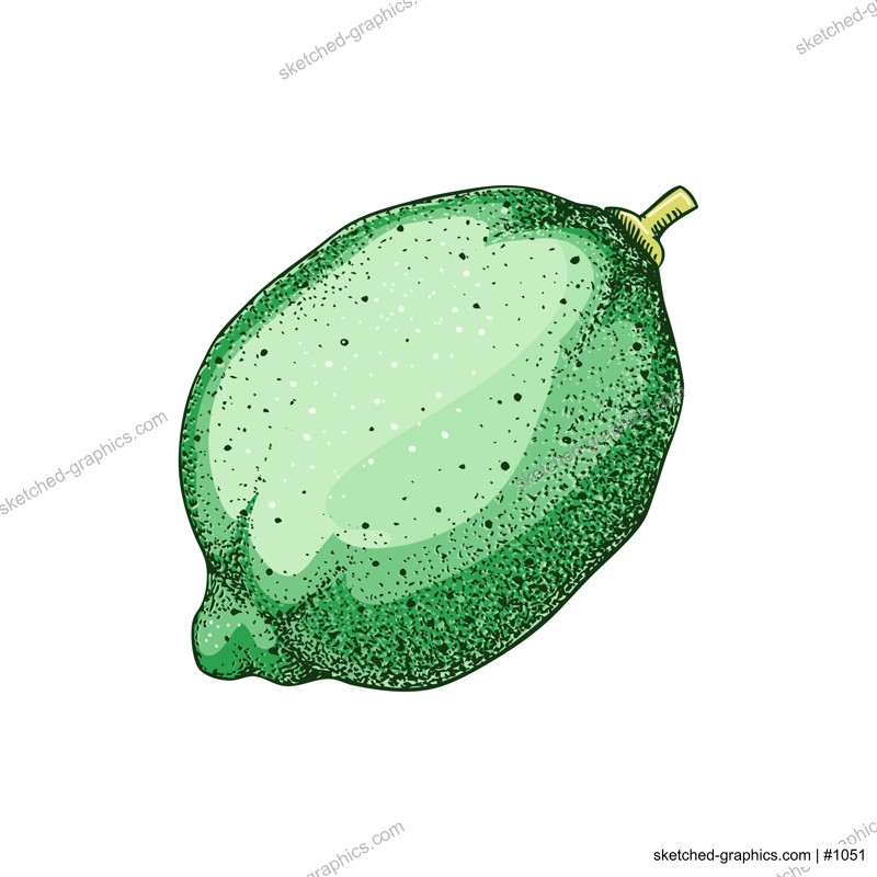 Lime fruit sketch in color. Citrus fruit hand-drawn vector illustration. Exotic plant drawing in watercolor style. Botanical design element. NOT AI-generated