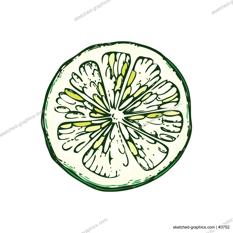 Lime fruit sketch in color. Citrus fruit slice hand-drawn vector illustration. Exotic plant drawing in watercolor style. Botanical design element. NOT AI-generated