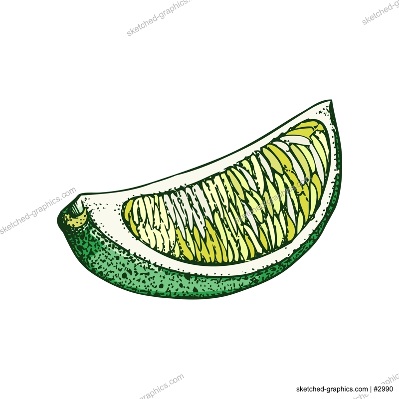 Lime fruit sketch in color. Citrus fruit slice hand-drawn vector illustration. Exotic plant drawing in watercolor style. Botanical design element. NOT AI-generated