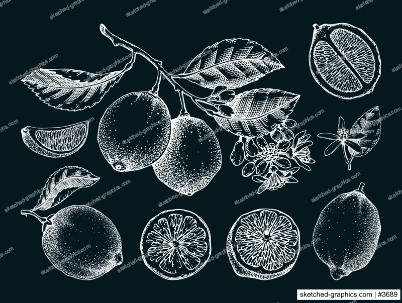 Lime fruit sketches set on chalkboard. Citrus tree branch, fruit, leaves and flowers. Hand-drawn vector illustration. Exotic plant drawing. Botanical design element. NOT AI-generated