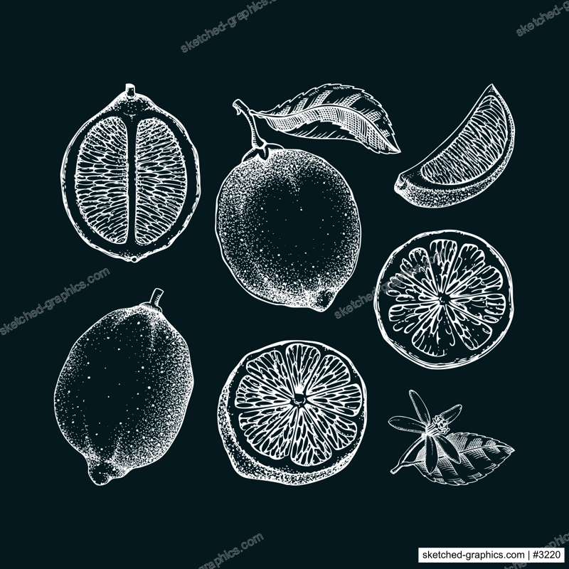 Vintage lime fruit sketches set. Citrus fruit, leaves, flowers. Hand-drawn vector illustration. Exotic plant drawing on chalkboard. Botanical design element. NOT AI-generated