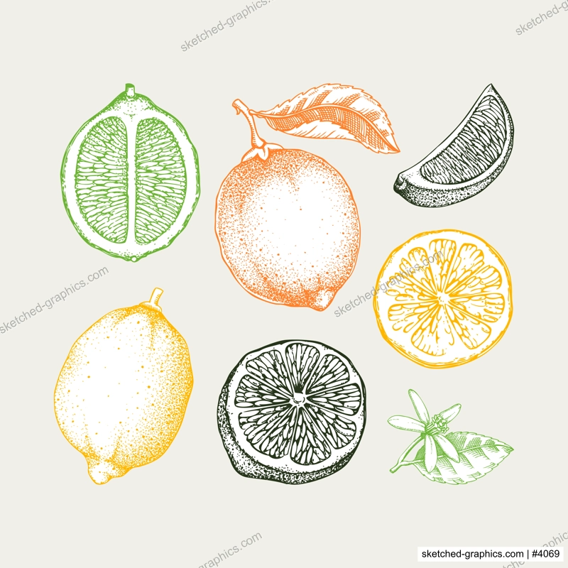 Vintage lime fruit sketches set in color. Citrus fruit, leaves, flowers. Hand-drawn vector illustration. Exotic plant drawing in engraved style. Botanical design element. NOT AI-generated