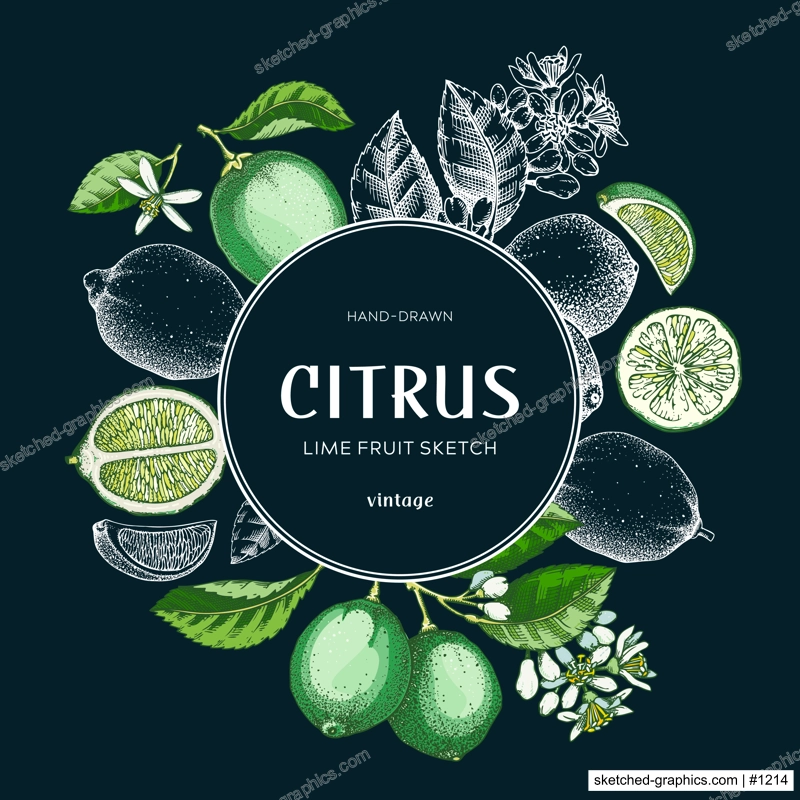 Lime fruit wreath. Citrus fruit sketches. Botanical card or invitation template. Exotic plants design. Hand drawn vector illustration. NOT AI generated