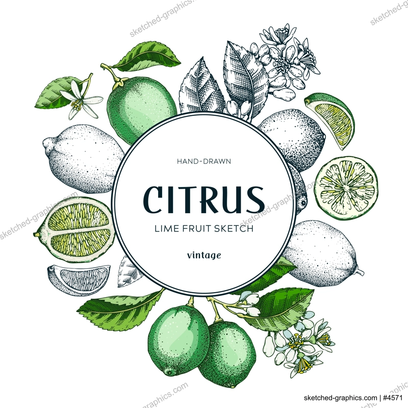 Lime fruit wreath. Citrus fruit sketches. Summer card or invitation template. Botanical design. Hand drawn vector illustration. NOT AI generated