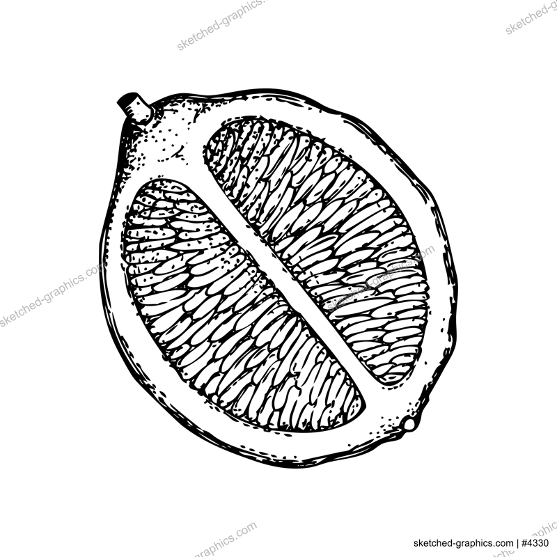 Vintage half lime sketch. Citrus fruit hand-drawn vector illustration. Exotic plant drawing in engraved style. Botanical design element. NOT AI-generated