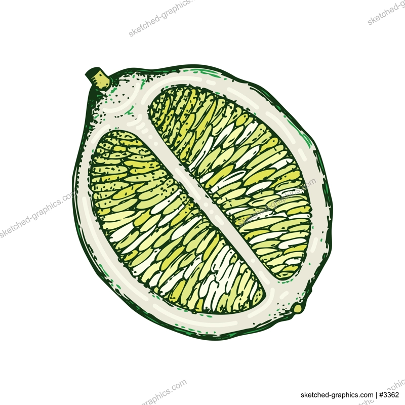 Lime fruit sketch in color. Citrus fruit slice hand-drawn vector illustration. Exotic plant drawing in watercolor style. Botanical design element. NOT AI-generated