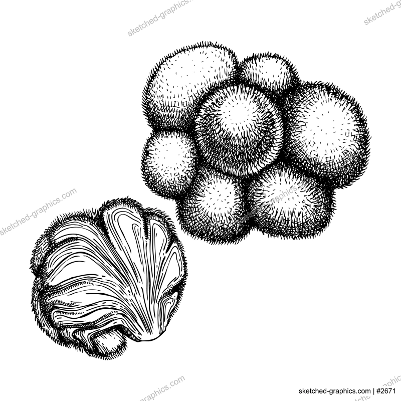Lion’s Mane. Adaptogenic mushroom hand-sketched illustration. Medicinal plant drawing isolated on white background. Natural adaptogen sketch in vintage style. 