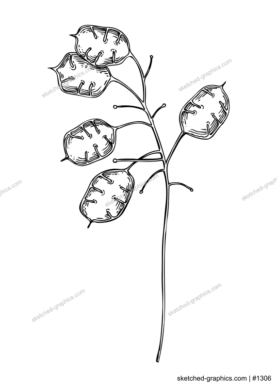 Decorative autumn plant sketch. Lunaria seeds sketch. Hand drawn botanical element in sketched style. Fall flowers illustrations. For Thanksgiving day design.