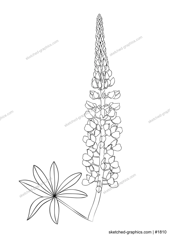 Line art lupine illustration. Elegant drawing of summer flowers. Hand-drawn garden lupine bud.  Floral line drawing on white background. Lupin outline for a wedding or brand design