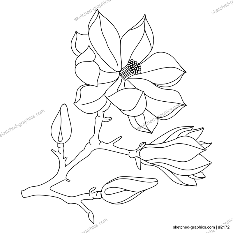 Magnolia flower and buds line art illustration. Perfect for pattern, logo, posters, invitation and greeting card design. Hand drawn magnolia branch. Delicate spring drawing.