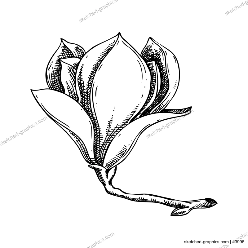 Magnolia sketch. Vintage floral drawing. Blooming tree branch hand-drawn vector illustration. Spring flower design element. NOT AI generated
