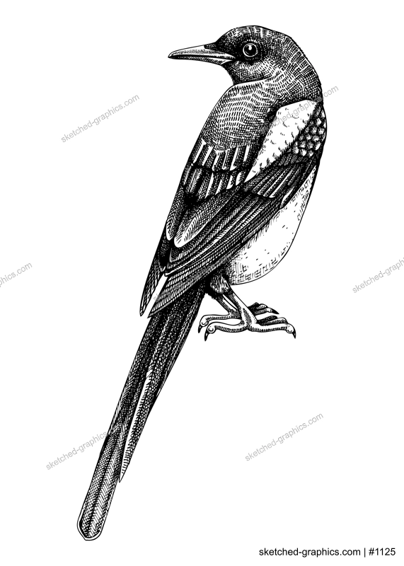 Magpie vector sketch. Hand drawn wildlife illustration in engraved style. Large black and white bird isolated on white background. Detailed animal drawing for print, poster, card, cover.