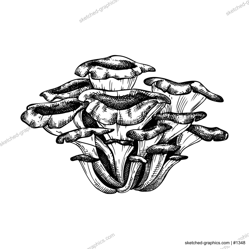 Maitake mushroom hand-sketched illustration. Medicinal plants vector drawing. Oyster sketch isolated on white background. Adaptogenic mushroom hand-drawing