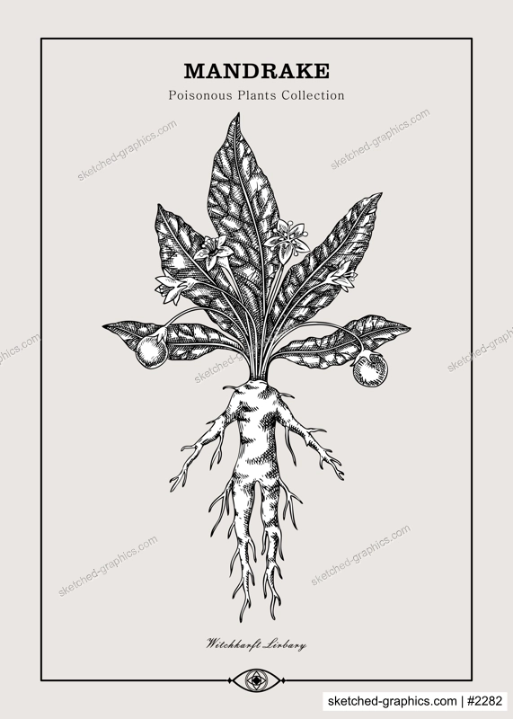 Antique apothecary label design. Mandrake sketch. Witch herbs. Poisonous plant hand-drawn illustration. Art deco poster. NOT AI generated