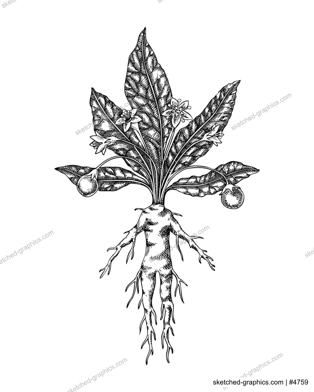 Mandrake sketch. Poisonous plant drawing. Mandragora hand-drawn vector illustration. Witchcraft design element. NOT AI generated