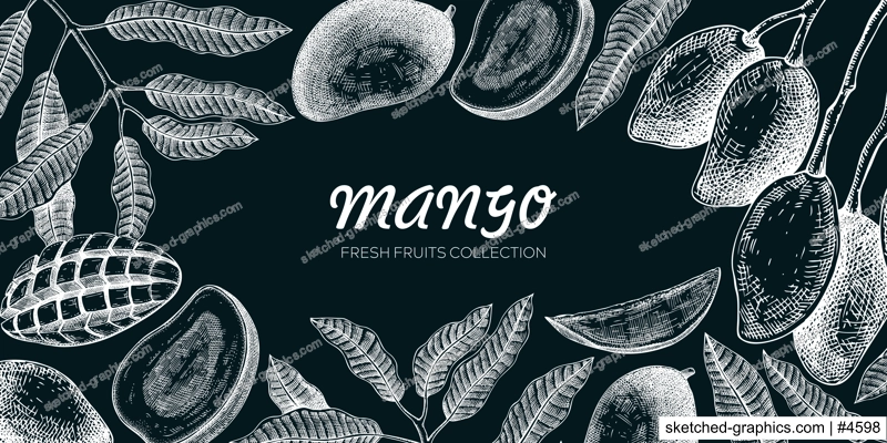 Mango background. Exotic fruit hand-drawn vector illustration. Mango fruit, tree branches, leaves sketches on chalkboard. Vintage frame, banner, juice packaging. Summer design element