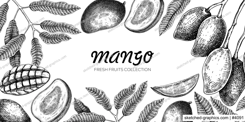 Mango background. Exotic fruit hand-drawn vector illustration. Mango fruit, tree branches, leaves sketches. Vintage frame, banner, juice packaging. Summer design element