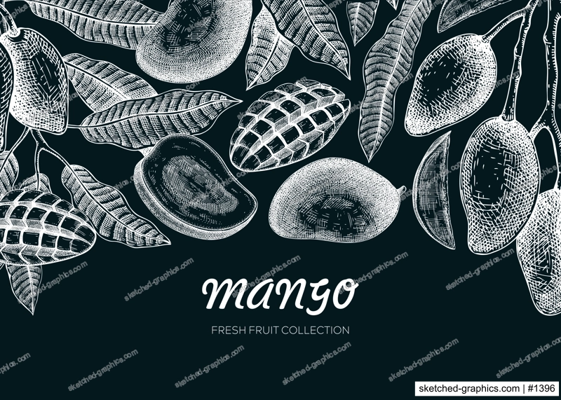 Exotic fruit banner design. Mango hand-drawn vector illustration. Mango fruit, tree branches, leaves sketches. Healthy food template on chalkboard. Summer background