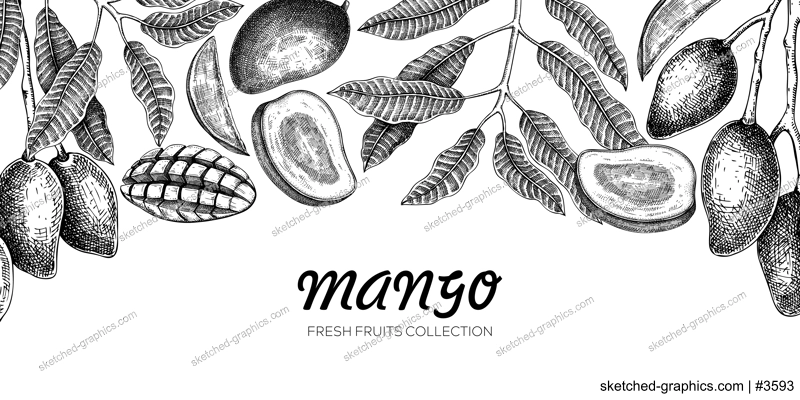 Mango banner template. Exotic fruit hand-drawn vector illustration. Mango fruit, tree branches, leaves sketches on chalkboard. Vintage frame, juice packaging. Healthy food background