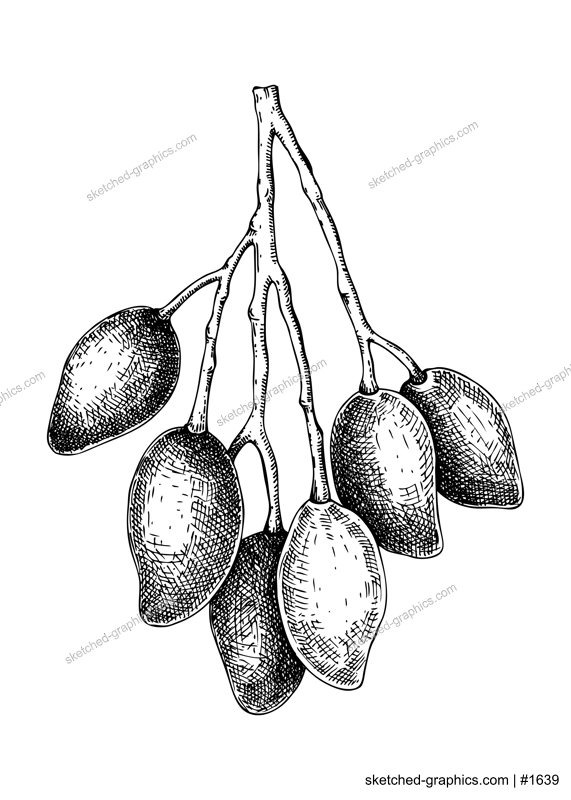 Hand drawn branch with mango sketch. Tropical fruit vector illustration isolated on white background. Whole mango in engraved style. Botanical drawing for label design, juice packaging design, menu