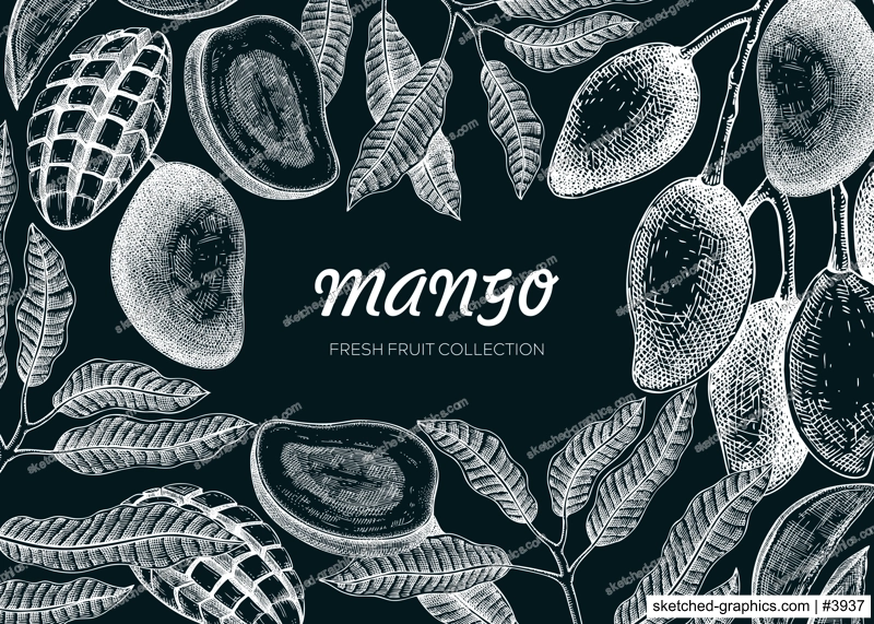 Exotic fruit background. Mango hand-drawn vector illustration on chalkboard. Mango fruit,  tree branches, leaves sketches. Vintage frame, juice packaging, print. Summer design element