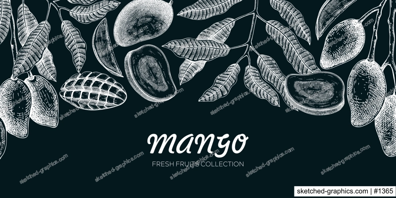 Mango banner on chalkboard. Exotic fruit hand-drawn vector illustration. Mango fruit, tree branches, leaves sketches on chalkboard. Vintage frame, juice packaging. Healthy food background