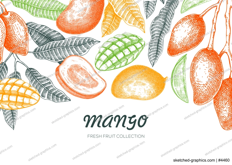 Mango fruit border design. Tropical background. Ripe mango sketch, hand-drawn vector illustration. Juice packaging, exotic plant banner, print. NOT AI generated