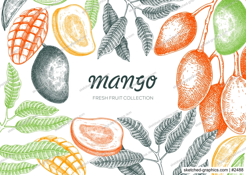 Tropical fruit frame design. Summer background. Mango fruit sketch, hand-drawn vector illustration. Juice packaging, exotic plant banner template. NOT AI generated