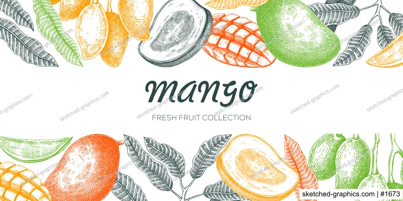 Summer background. Mango fruit sketch in color, hand-drawn vector illustration. Tropical fruit banner, juice packaging, print design. NOT AI generated