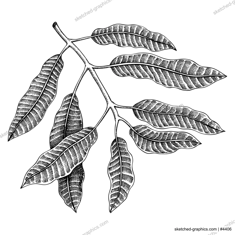 Hand drawn mango leaves sketch. Tropical fruit vector illustration isolated on white background. Exotic plant branch with leaves in engraved style. Botanical drawing for label design, juice packaging,