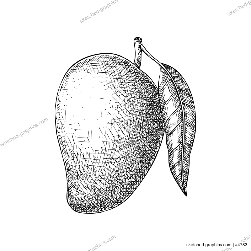 Mango sketch. Tropical fruit hand drawn vector illustration. Exotic plant vinatge drawing. NOT AI genetared