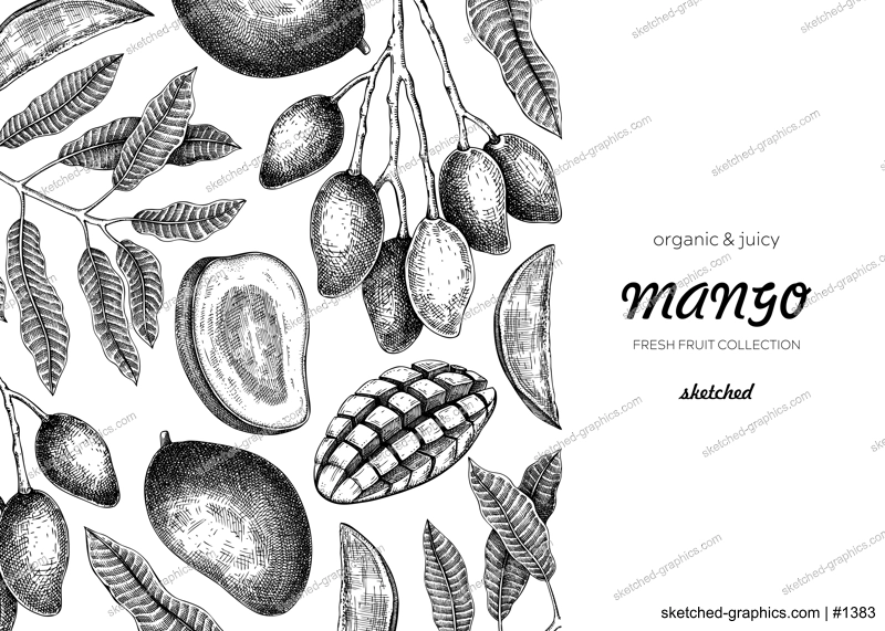 Vintage tropical background. Ripe mango sketch. Hand-drawn vector illustration. Tropical fruit banner design, juice packaging, print. NOT AI generated