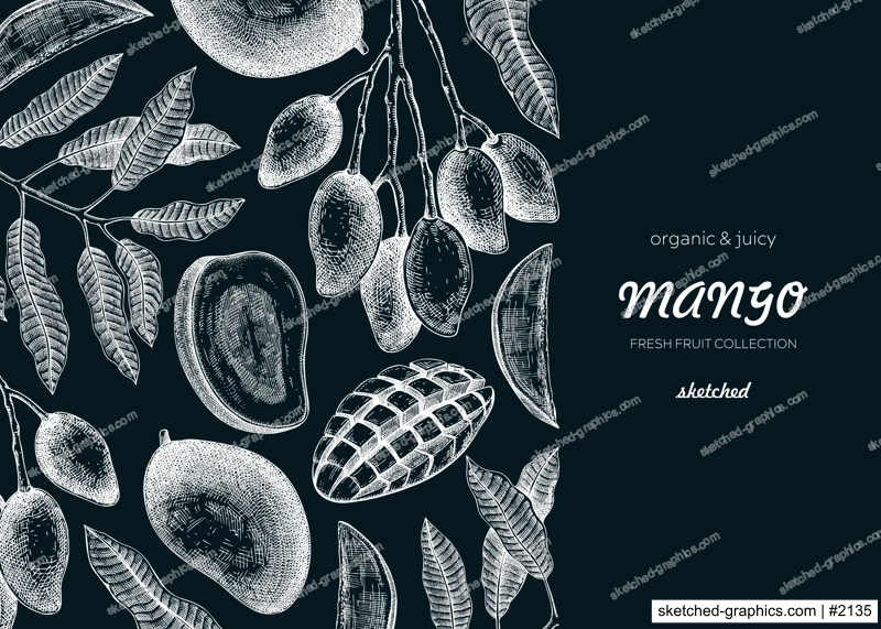 Vintage tropical background. Ripe mango sketch. Hand-drawn vector illustration. Tropical fruit banner design, juice packaging, print. NOT AI generated
