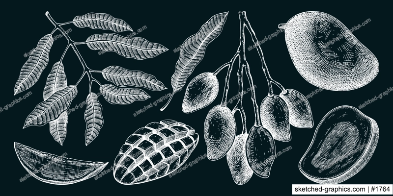 Hand drawn mango sketches set on chalkboard. Tropical fruit vector illustration. Exotic plant with fruit, leaves in engraved style. Botanical drawing for label, juice packaging, menu