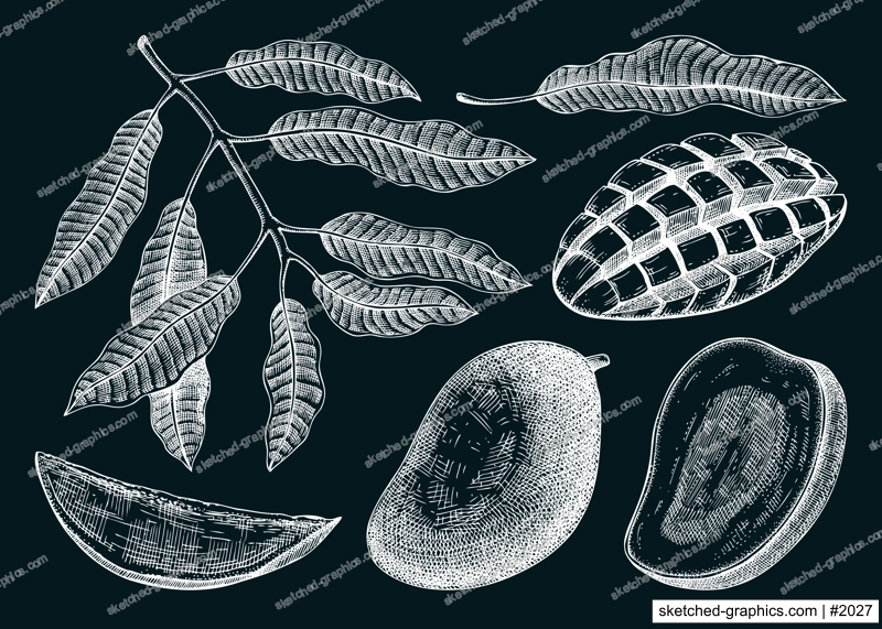 Hand drawn mango sketches set on chalkboard. Tropical fruit vector illustration. Exotic plant with fruit, leaves in engraved style. Botanical drawing for label, juice packaging, menu