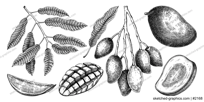 Hand drawn mango sketches set. Tropical fruit vector illustration. Exotic plant with fruit, leaves, branches in engraved style. Design elements. Botanical drawing for label, juice packaging, menu