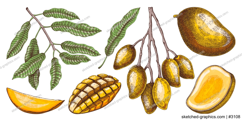 Ripe mango sketches set. Tropical fruit hand drawn vector illustration. Exotic plant with fruit, leaves, branches in color. Engraved design elements. Botanical drawing for label, juice packaging