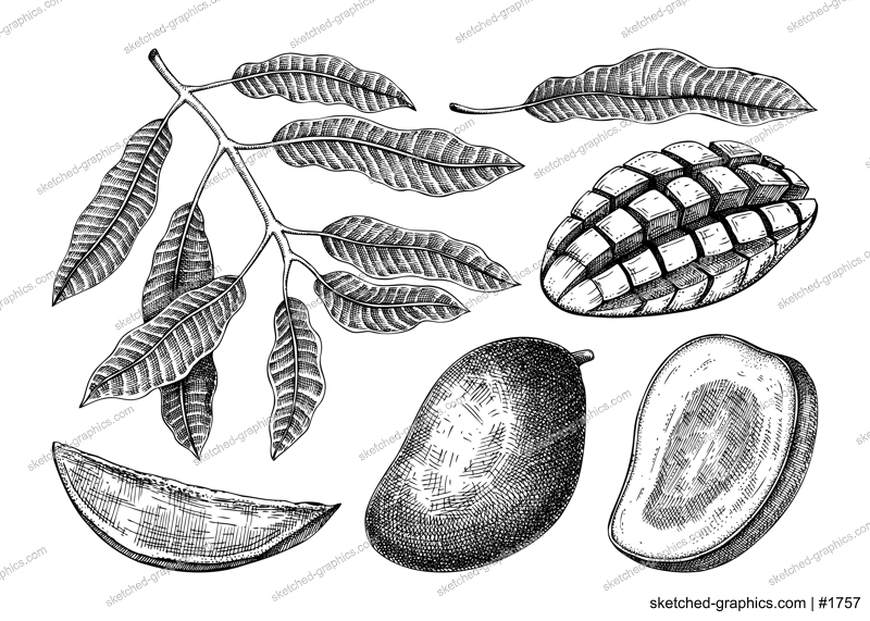 Hand drawn mango sketches collection. Tropical fruit vector illustration. Exotic plant with fruit and leaves in engraved style. Design elements for labels, juice packaging, menu