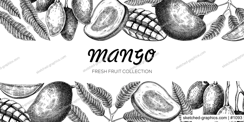 Summer background. Mango fruit sketch, hand-drawn vector illustration. Tropical plant banner, juice packaging, print design. NOT AI generated