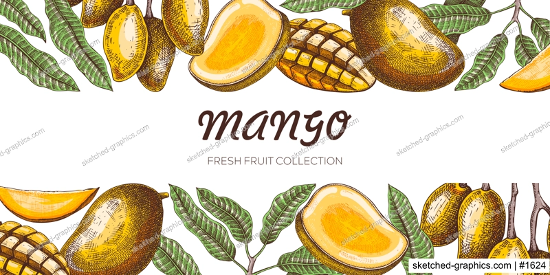 Summer background. Mango fruit sketch in color, hand-drawn vector illustration. Tropical fruit banner, juice packaging, print design. NOT AI generated