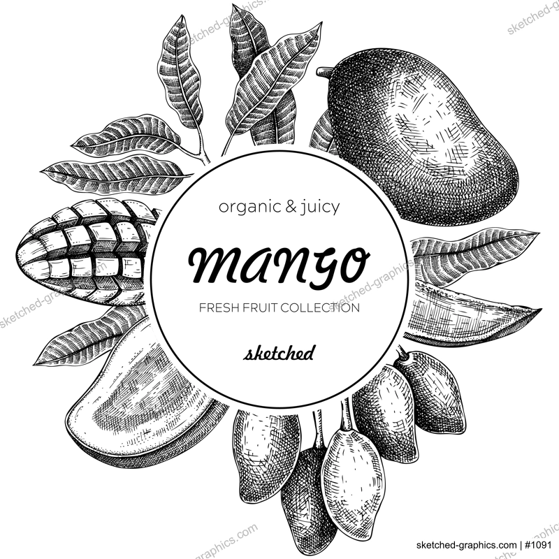 Tropical fruit banner. Summer background. Mango sketch, hand-drawn vector illustration. Juice packaging, invitation card template, print design. NOT AI generated