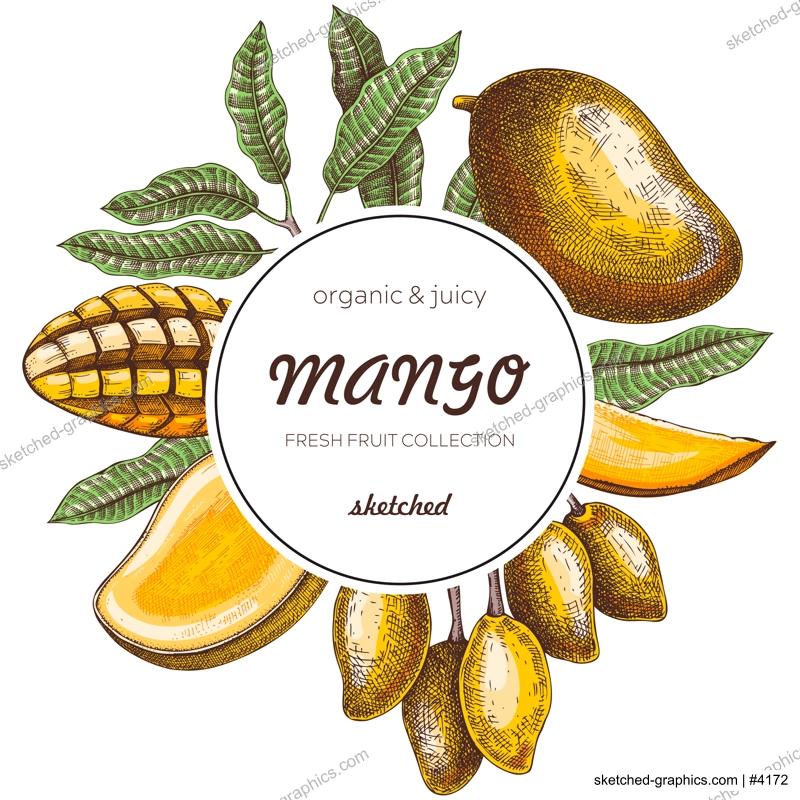  Tropical fruit banner in color. Summer background. Mango sketch, hand-drawn vector illustration. Juice packaging, invitation card template, print design. NOT AI generated