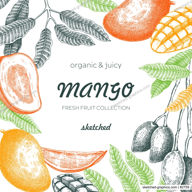 Summer background. Tropical fruit frame. Ripe mango sketch. Hand drawn vector illustration. Packaging, menu template, juice design. Mixed media style. NOT AI generated.
