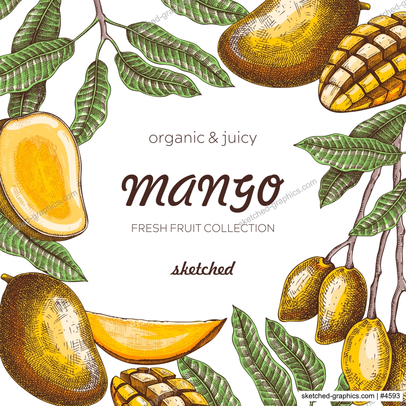 Summer background. Tropical fruit frame. Ripe mango sketch. Hand drawn vector illustration. Packaging, menu template, juice design. Mixed media style. NOT AI generated.