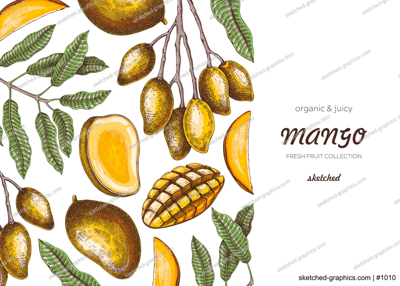 Vintage tropical background. Ripe mango sketch. Hand-drawn vector illustration. Tropical fruit banner design, juice packaging, mixed media print. NOT AI generated