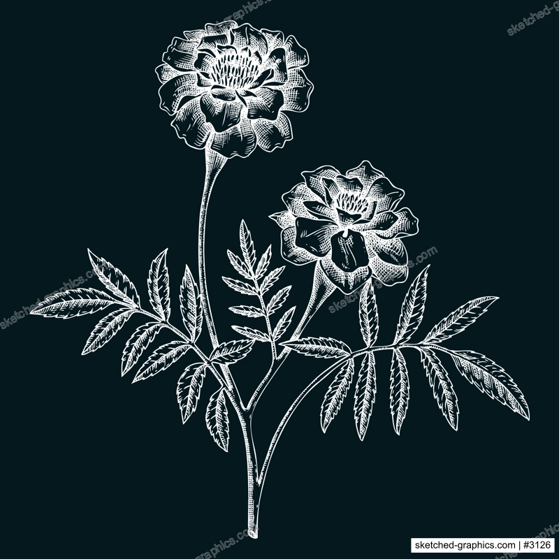 Marigold sketch on chalkboard. Apothecary plant drawing. Herbal remedies, medicinal plant, natural medicine hand-drawn vector illustration. NOT AI genereted